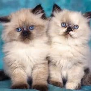 Meet your Posher, Grace benson